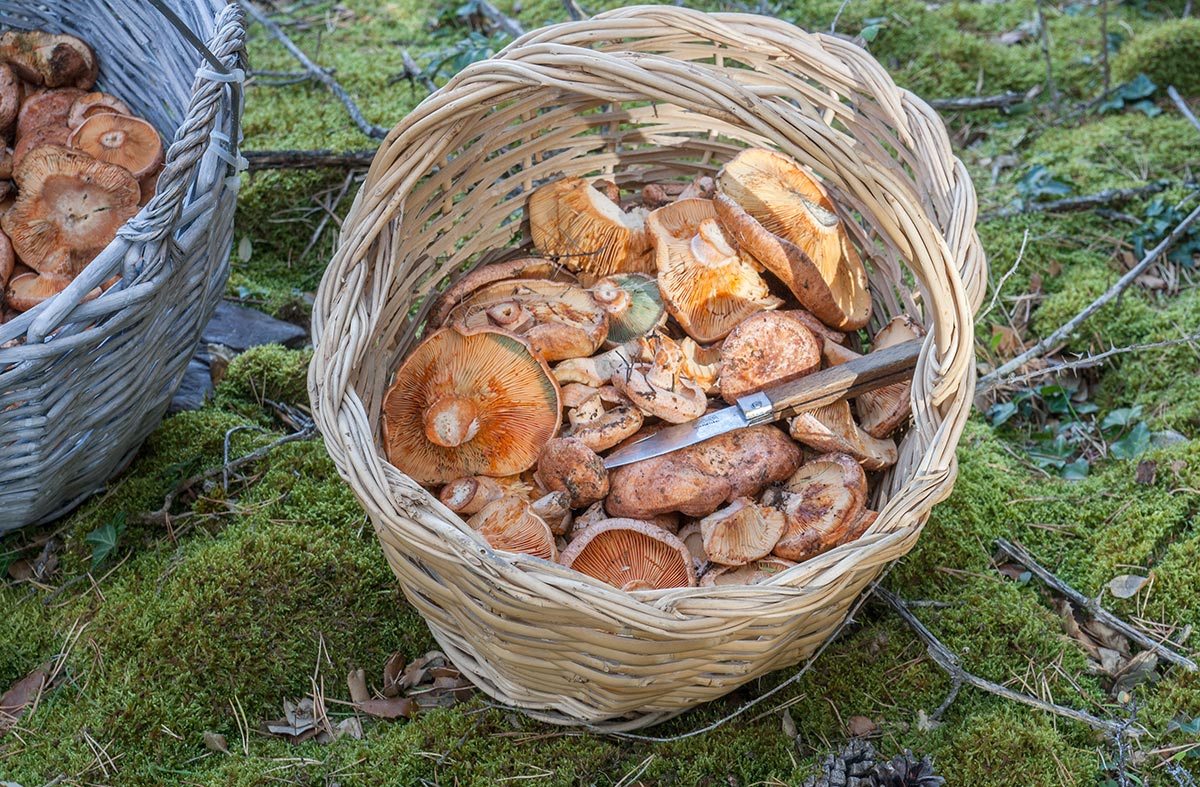 Micoturismo responsable 