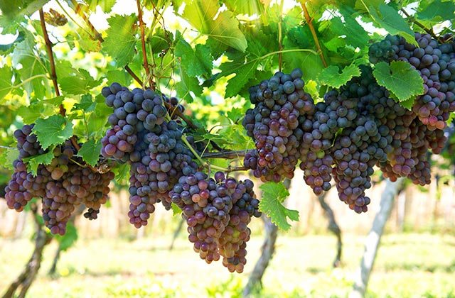 Sugerencias y consejos para visitar las bodegas de Ronda