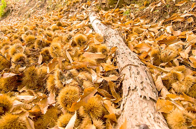 El Bosque de Cobre 