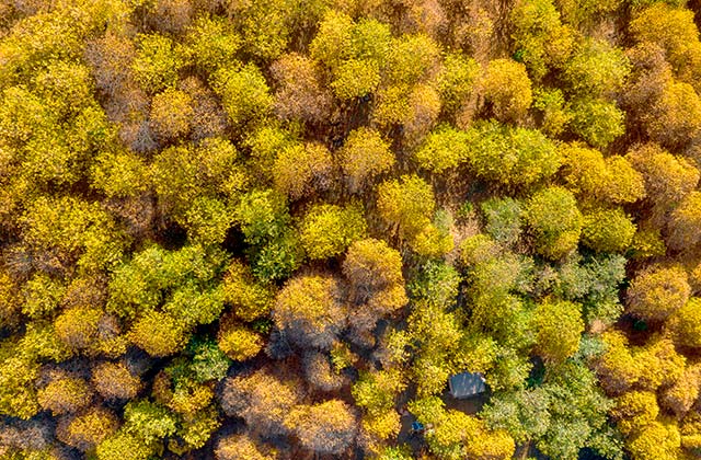 El Bosque de Cobre 