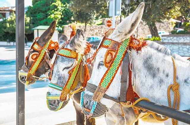 Mijas Pueblo burro taxi