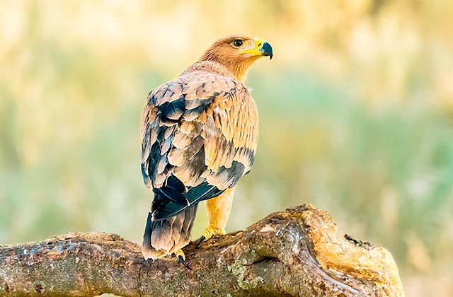 águila imperial ibérica