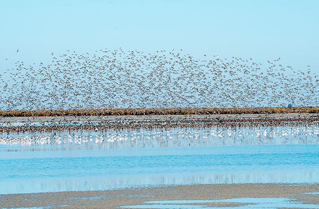 Parque de Doñana, Agujas y Tarros Blancos