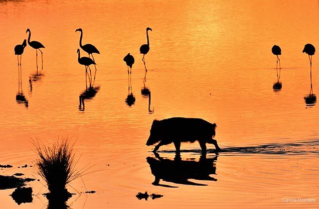 Doñana verano 