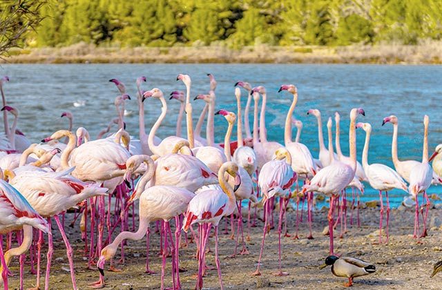 Flamencos Doñana