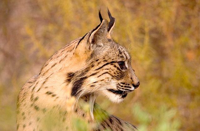 lince ibérico