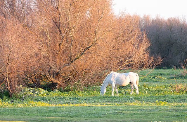 Parque de Doñana, caballos selvajes