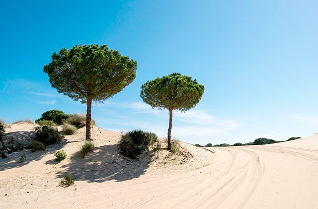 Parque de Doñana, dunas