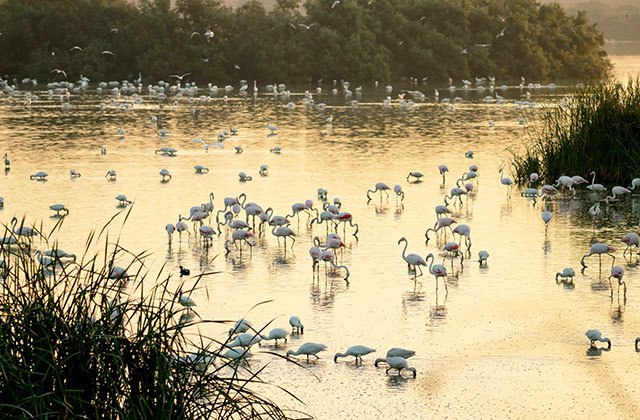 Parque de Doñana, Flamencos