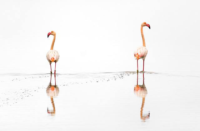 Marisma del Odiel - Flamencos